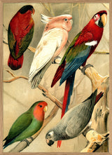 Parrots Left side