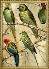 Parrots Right side