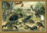 Australian Fauna Horizontal