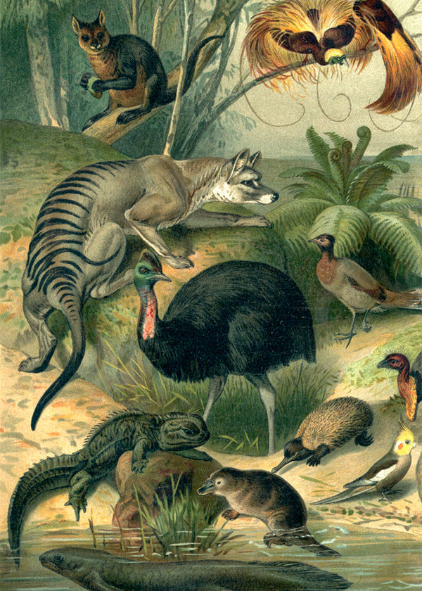 Australian Fauna Left side