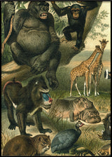 African Fauna Left Side
