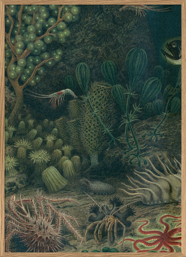 Deep Sea Fauna Left Side