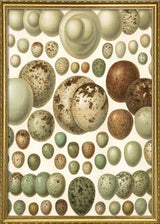 European eggs