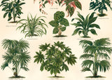 Oriental Plants Horizontal