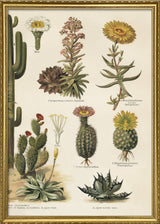 Cacti Right Side