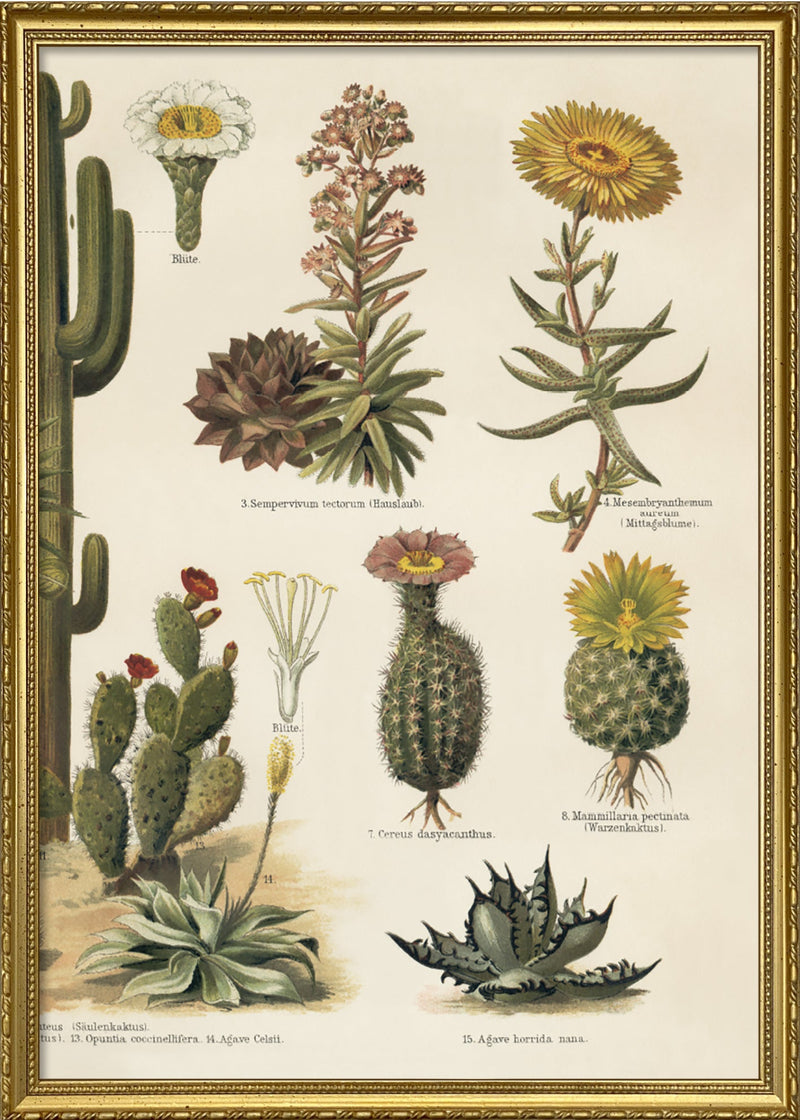 Cacti Right Side