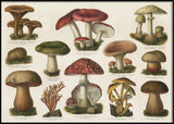 Mushrooms Horizontal
