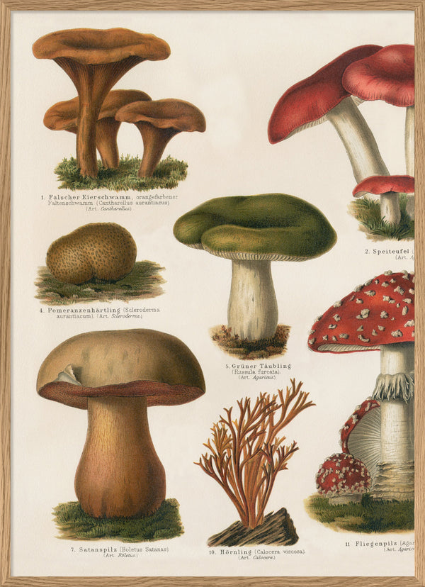 Mushrooms Left Side