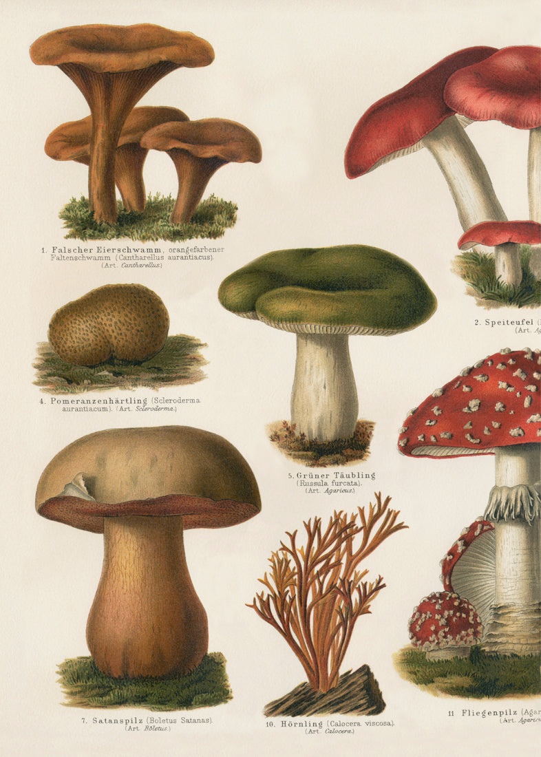 Mushrooms Left Side