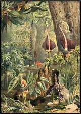 Aracae Right Side