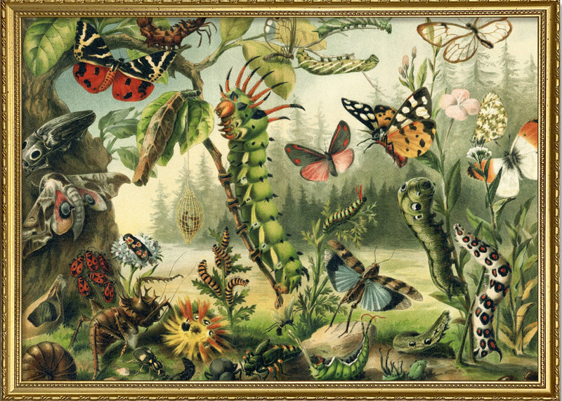Larvae and butterflies Horizontal