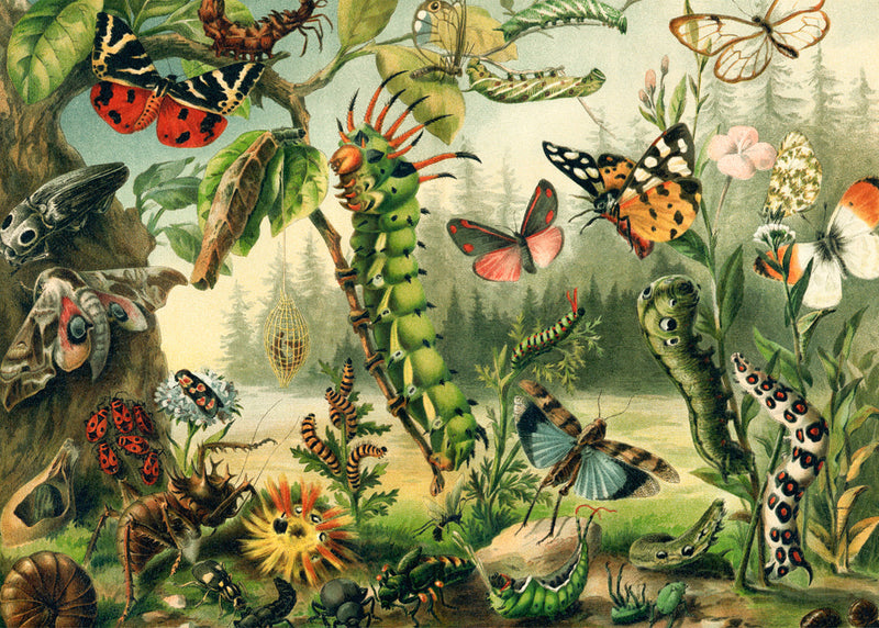 Larvae and butterflies Horizontal