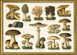 Mushrooms II Horizontal