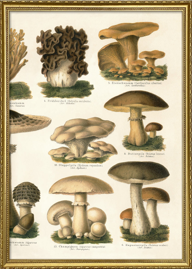 Mushrooms II Right Side