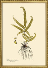 Adriantum Striatum