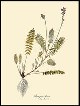 Astragalus Hians