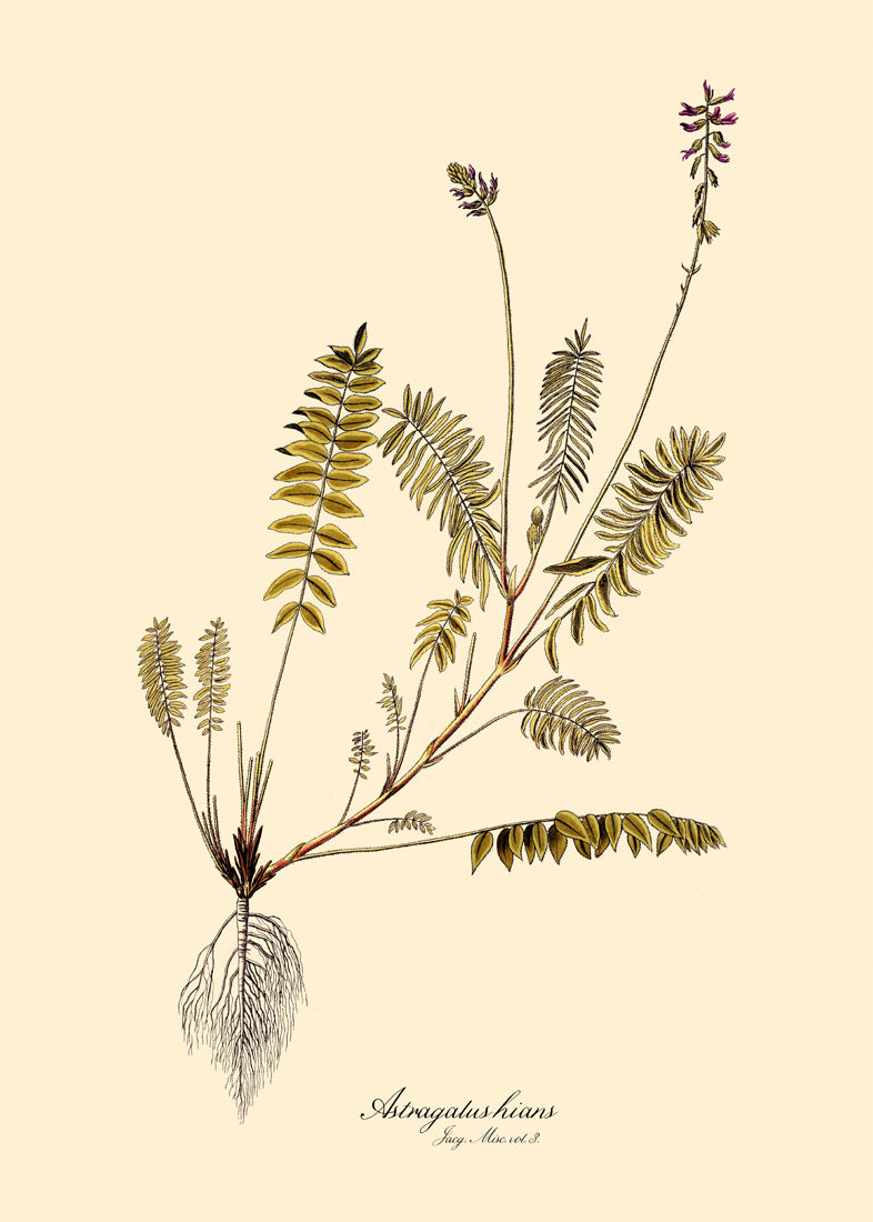 Astragalus Hians
