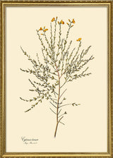 Cytisus Tener