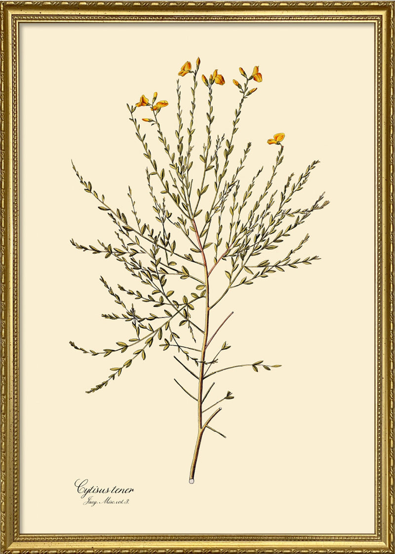 Cytisus Tener