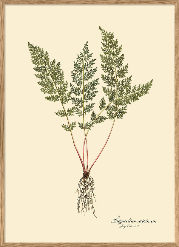 Lolypodium Alpinum