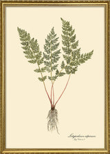 Lolypodium Alpinum