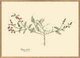 Galega Dubia