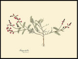 Galega Dubia