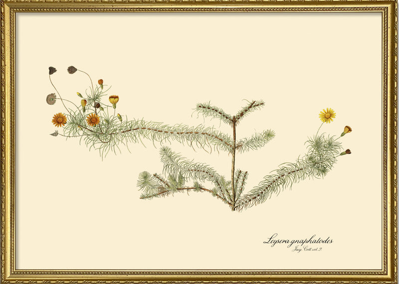 Leysera Gnaphalodes