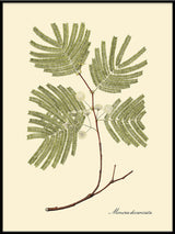 Mimosa Divaricta