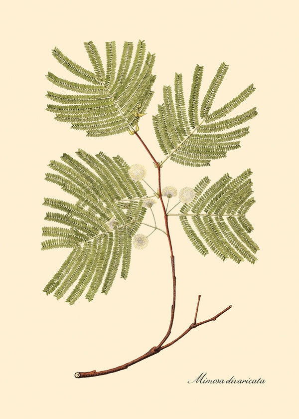 Mimosa Divaricta