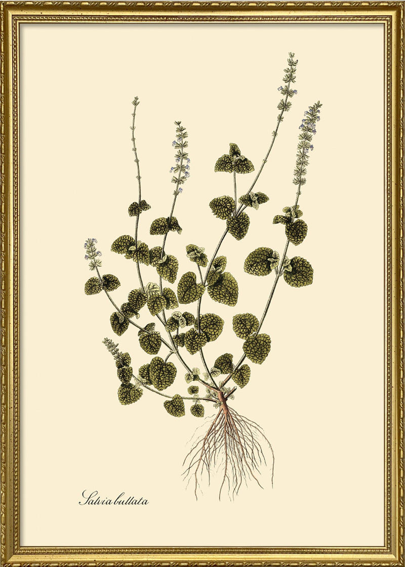 Salvia Bullata