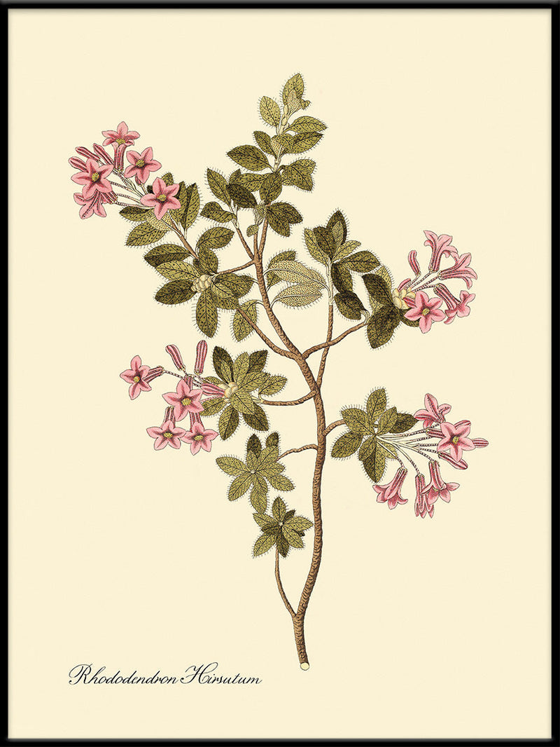 Rhododendron Hirsutum