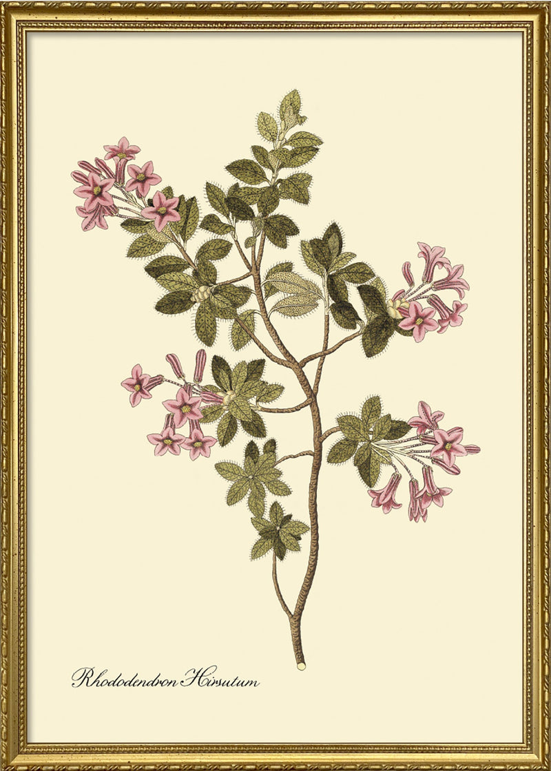 Rhododendron Hirsutum