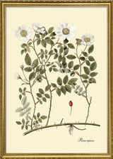 Rosa Repens