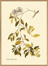 Ludia Tuberculata