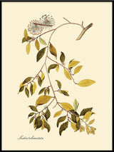 Ludia Tuberculata