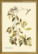 Ludia Tuberculata