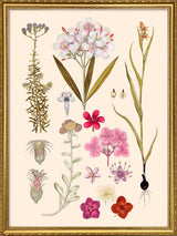 Nerium Odorum