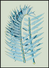 Zamia Horrida