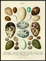 Eggs Tab VII