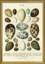 Eggs Tab VII