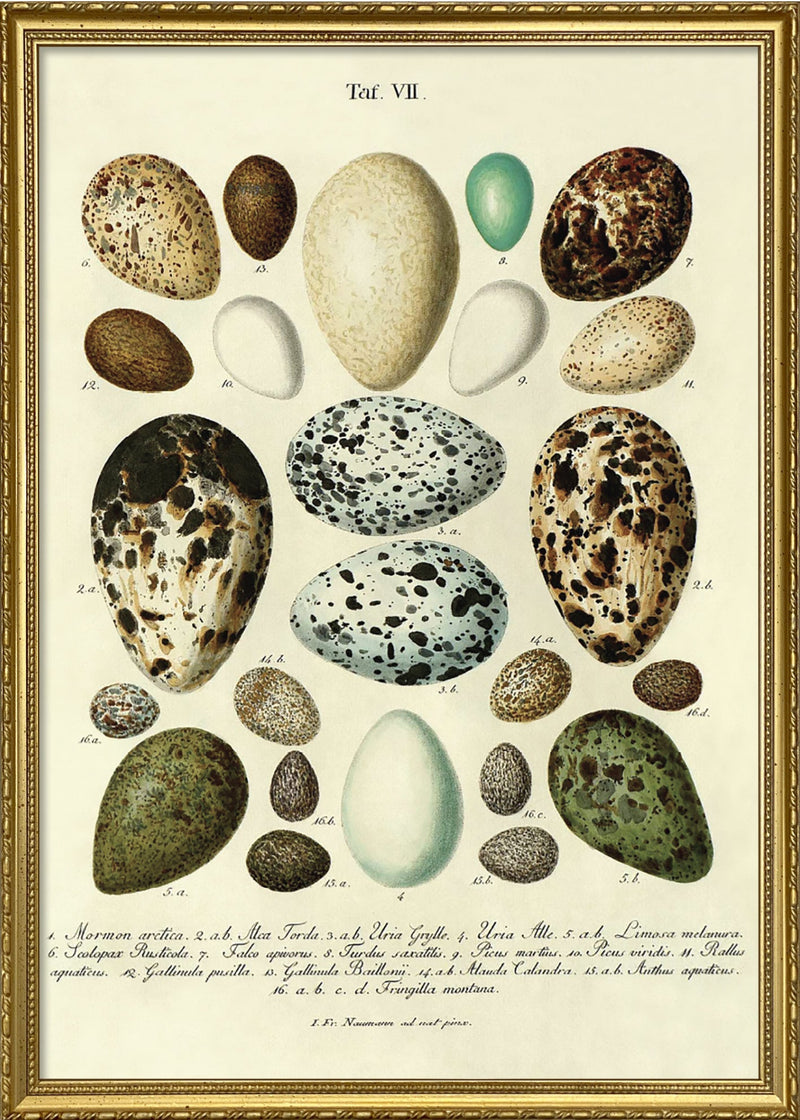 Eggs Tab VII