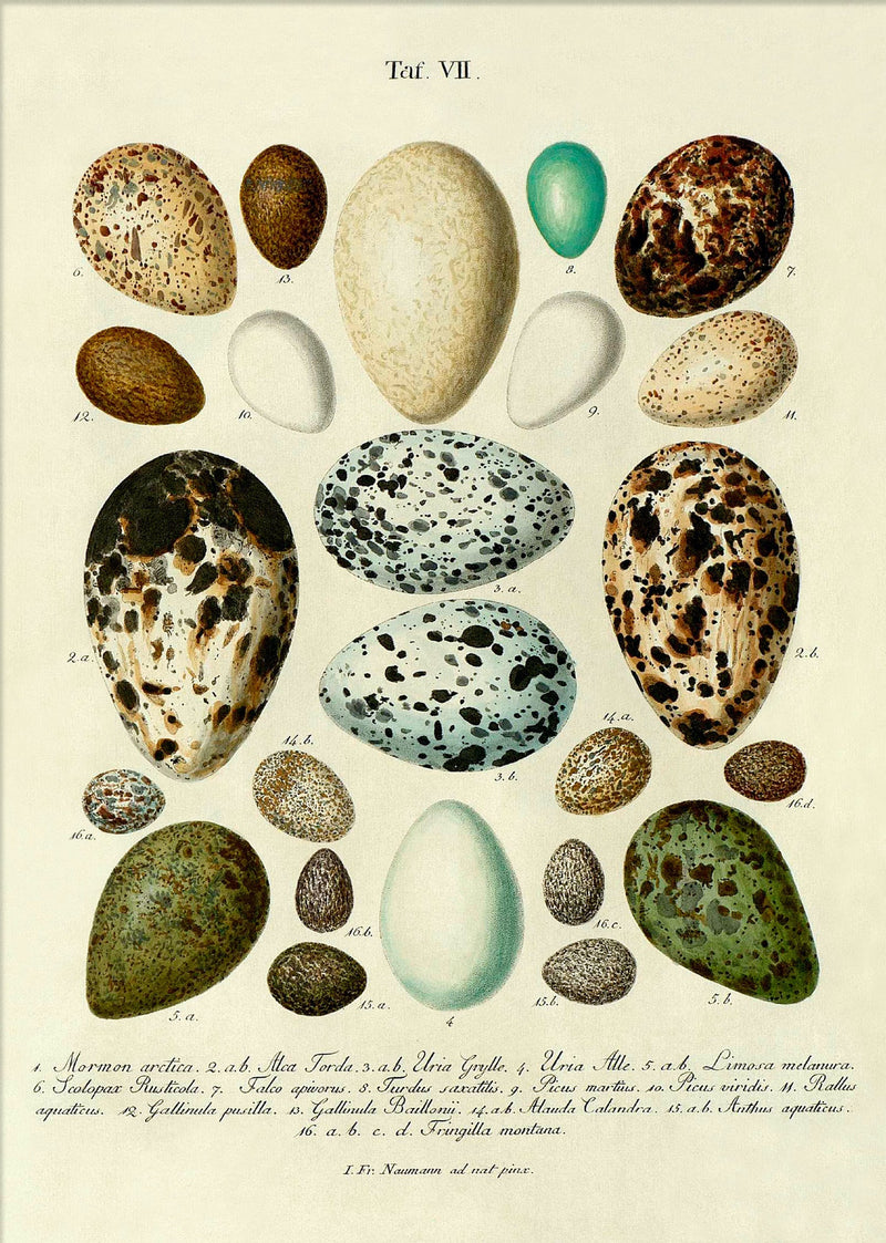 Eggs Tab VII