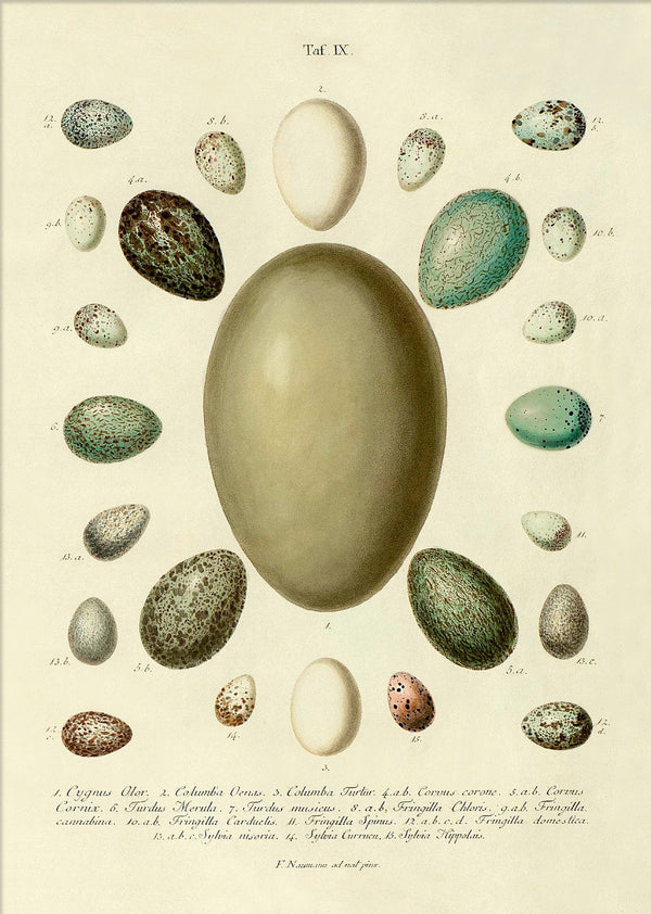 The Eggs Tab IX