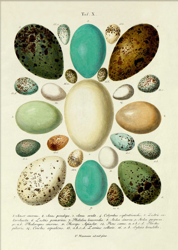 The Eggs Tab X