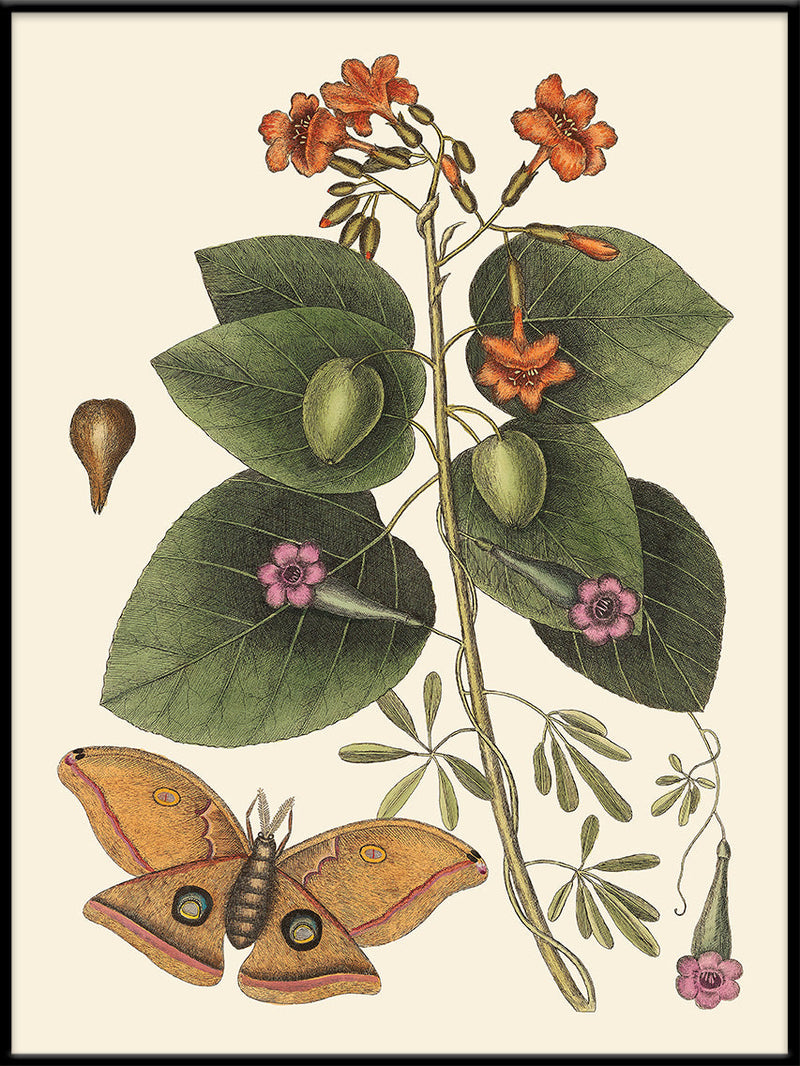 Orange Flower and Moth