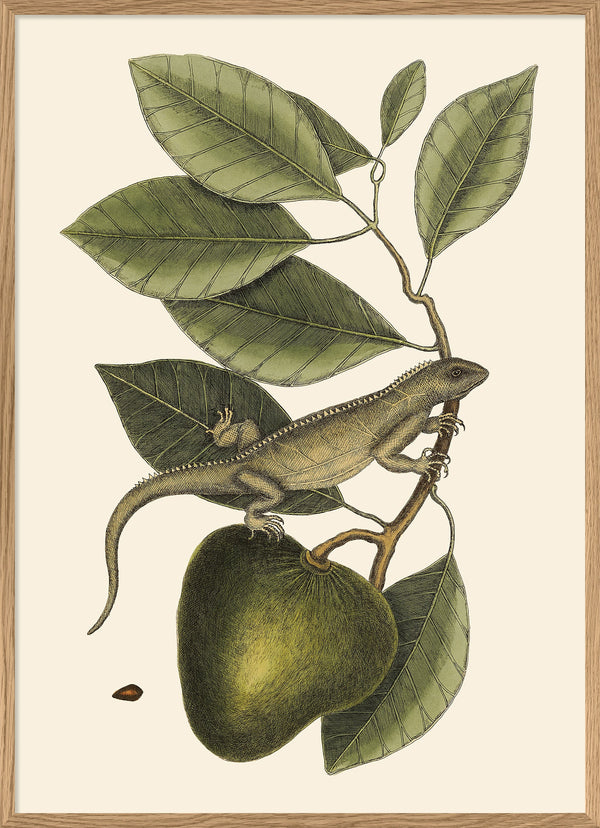 Lizard And Fruit Branch