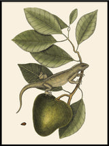 Lizard And Fruit Branch