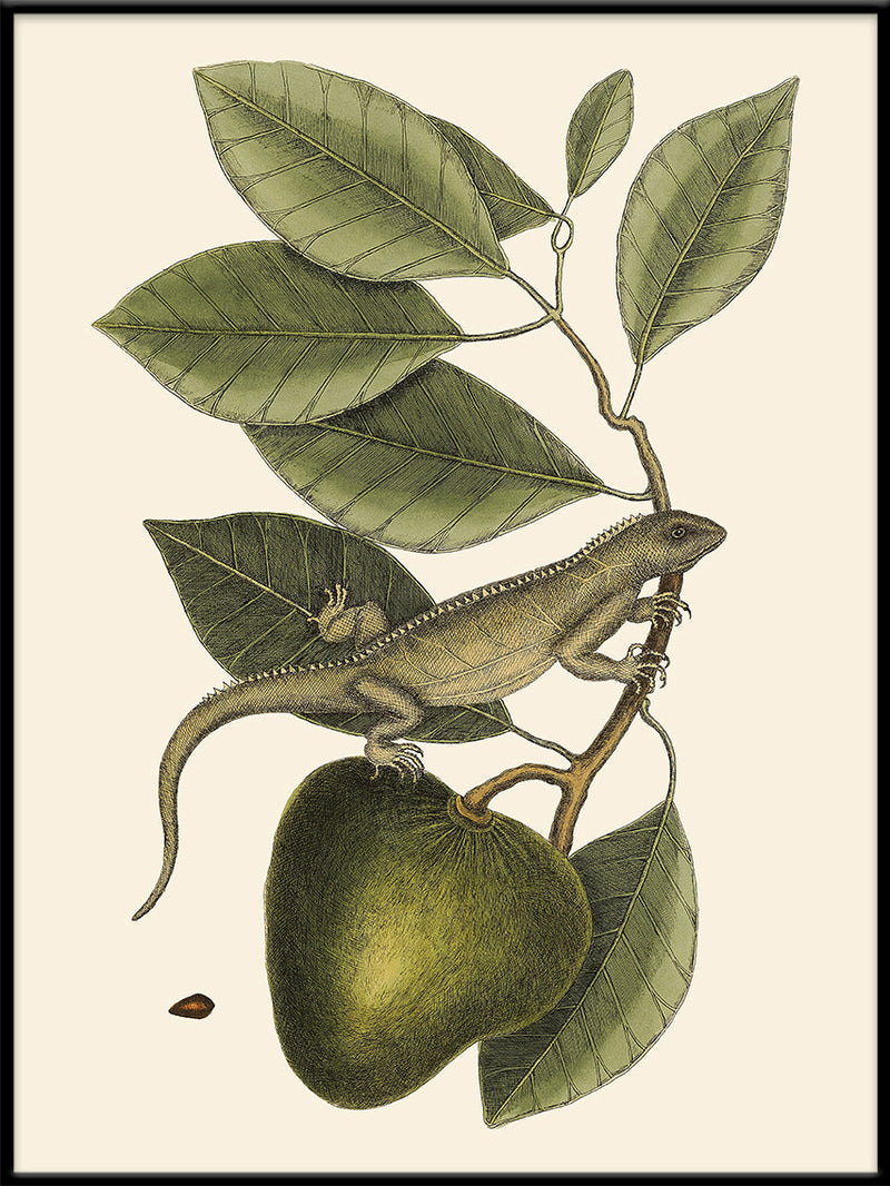 Lizard And Fruit Branch