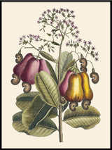 Cashew Tree